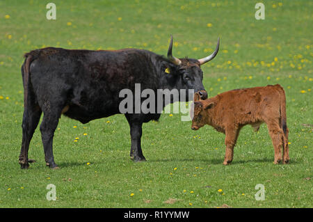 L'Aurochs de Heck, recréé les bovins (Bos primigenius primigenius). Léchage de vache veau sur une prairie. Allemagne Banque D'Images