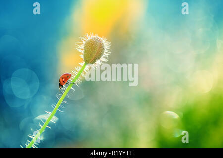 Une coccinelle rouge sur un marche, marche le coquelicot . Banque D'Images