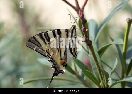 Swallowtail Iphiclides podalirius (rare). Des profils sur laurier-rose. L'Autriche Banque D'Images