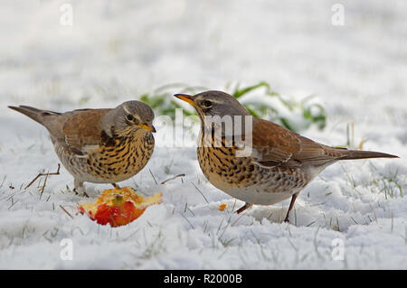 F (Turdus Fieldfare). Deux adultes se nourrissent d'apple en jardin. Allemagne Banque D'Images