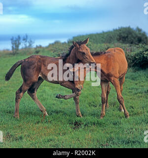 Cleveland Bay horse. Deux poulains jouant sur un pré. Grande-Bretagne Banque D'Images