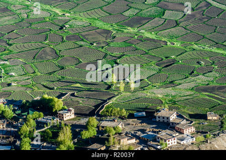 Vue aérienne sur certaines maisons de Kaza, la capitale du Spiti Valley, et connecté des champs verts Banque D'Images