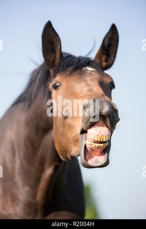 Oldenburg Horse. Jument baie faisant le flehmen. Allemagne Banque D'Images