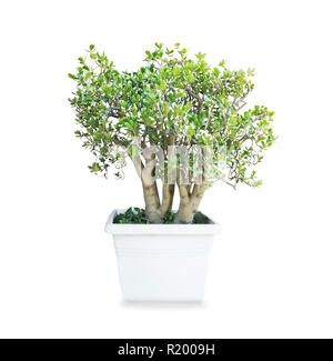 Grand vieux Crassula ovata arbre d'argent dans le pot isolé sur fond blanc Banque D'Images