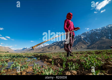 Une femme portant un pulover irriguer les champs ci-dessous Ki Gompa, un monastère bouddhiste tibétain situé en haut d'une colline à une altitude de 4 166 moi Banque D'Images