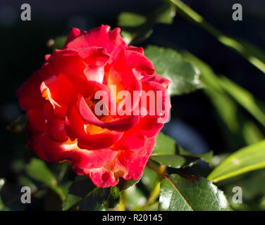 Fleur rose rouge vif l'ombre mais avec le rayon de soleil du soir sur ses pétales. Rose rouge vif brillant, lumière du soir, selective focus. Banque D'Images