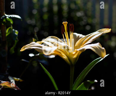 Bright Yellow lily (Lilium) flower shadowed mais avec le rayon de soleil sur ses pétales. Banque D'Images