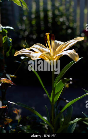 Bright Yellow lily (Lilium) flower shadowed mais avec le rayon de soleil sur ses pétales. Banque D'Images