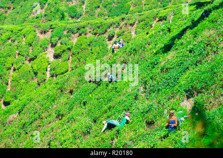 Certaines femmes indiennes sont des feuilles de thé de collecte de la plantations vertes cultivées sur des terrasses dans les collines de Darjeeling. Banque D'Images