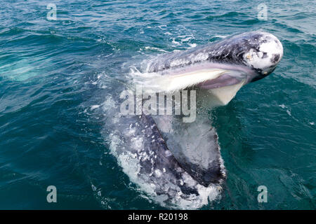 Baleine grise, Baleine grise (Eschrichtius robustus, Eschrichtius gibbosus) ouverture de la bouche, montrant qu'elle est en bein. Baja Californie, Mexique Banque D'Images