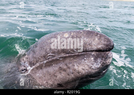 Baleine grise, la baleine grise (Eschrichtius robustus, Eschrichtius gibbosus). Portrait de veau. La Basse Californie, Mexique Banque D'Images