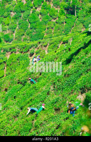 Certaines femmes indiennes sont des feuilles de thé de collecte de la plantations vertes cultivées sur des terrasses dans les collines de Darjeeling. Banque D'Images