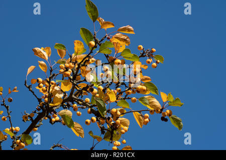 Peu de pommes sur les branches d'arbre d'automne Banque D'Images