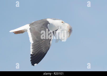 Yellow-footed Gull (Larus livens). Des profils en vol avec un sac en plastique dans le bec, reste des déchets alimentaires, Baja California, Mexique Banque D'Images