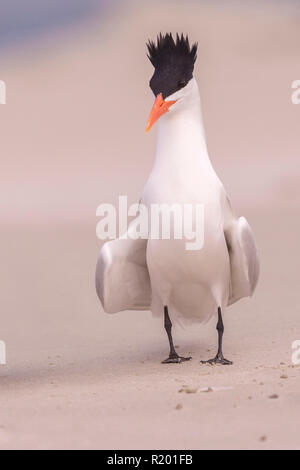 Sterne royale Thalasseus maximus (adultes) debout sur une plage, à l'affichage. L'Amérique centrale, le Mexique, Baja California Sur, Puerto San Carlos, Magdalena Bay Banque D'Images