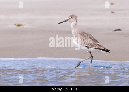 Willet (Tringa semipalmata, Catoptrophorus semipalmetus) marcher dans l'eau peu profonde. La Basse Californie, Mexique Banque D'Images