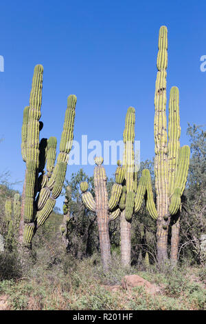 Géant mexicain cactus cardon (Pachycereus pringlei). Plus grand cactus dans le monde. La Basse Californie, Mexique Banque D'Images