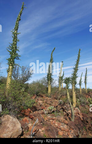 Arbre généalogique Boojum (Fouquieria columnaris). Groupe dans le paysage semi-aride. Mexique, Baja California Sur, Sierra San Francisco, semi désert, Boojum arbre ou cirio (Fouquieria columnaris) Banque D'Images