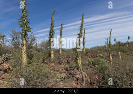 Arbre généalogique Boojum (Fouquieria columnaris) . Groupe dans le paysage semi-aride. Mexique, Baja California Sur, Sierra San Francisco, semi désert, Boojum arbre ou cirio (Fouquieria columnaris) Banque D'Images