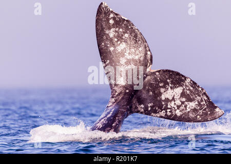 Baleine grise, la baleine grise (Eschrichtius robustus), fluke queue avec des marques qui sont les signes distinctifs de chaque baleine. Banque D'Images