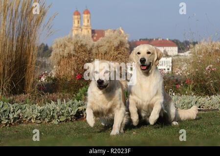 Golden Retriever. Deux mâles (demi-frères, gauche et droite 5 ans 1,5 ans) sautant dans un parc. Allemagne Banque D'Images