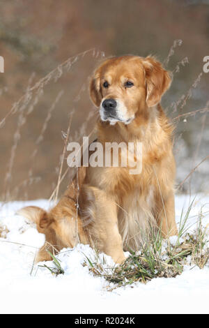 Golden Retriever. Des hommes (8 ans) assis dans la neige. Allemagne Banque D'Images