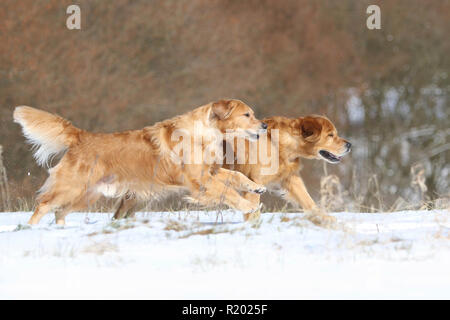 Golden Retriever. Père (8 ans, derrière) et son fils (3 ans) avant l'exécution, à côté de l'autre dans la neige. Allemagne Banque D'Images