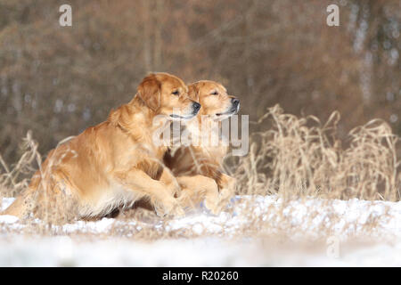 Golden Retriever. Père (8 ans, à l'avant) et le fils (3 ans), derrière l'exécution à côté de l'autre dans la neige. Allemagne Banque D'Images