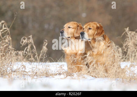 Golden Retriever. Père (8 ans, à l'avant) et le fils (3 ans) assis derrière, à côté de l'autre dans la neige. Allemagne Banque D'Images