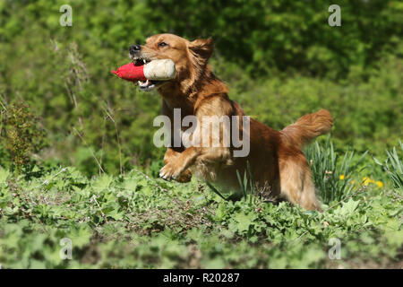 Golden Retriever. Des hommes (4 ans) de l'extraction d'une mannequin. Allemagne Banque D'Images