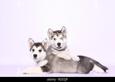 Malamute d'Alaska. Deux chiots (6 semaines). Studio photo, vue sur un fond violet. Allemagne Banque D'Images