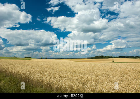 Champ de céréales, d'horizon et les nuages dans le ciel Banque D'Images