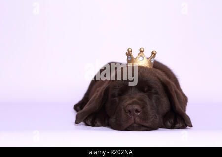 Labrador Retriever, labrador chocolat. Brown puppiy (7 semaines) dormir, portant une couronne sur sa tête. Studio photo sur un fond violet. Allemagne Banque D'Images