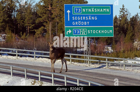 Elk, Moose, Deer traversant le pont routier Banque D'Images