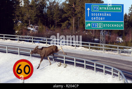 Elk, Moose, Deer traversant le pont routier Banque D'Images