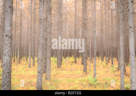 Forêt d'automne vue de Sotkamo, Finlande. Banque D'Images