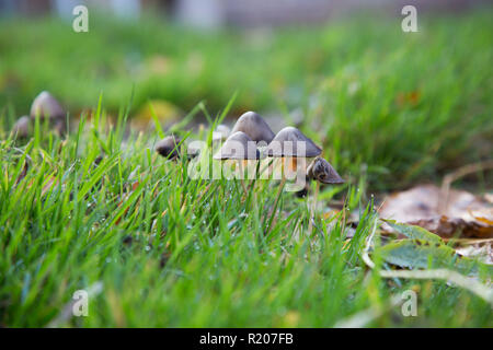 Close up d'un groupe de champignons poussant dans une pelouse à partir d'un point de vue au niveau des yeux Banque D'Images