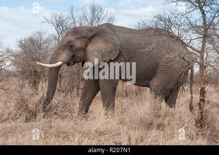 Big elephant tusker dans Kruger National Park Banque D'Images