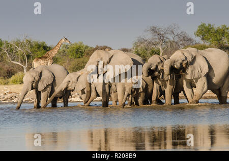 Troupeau d'éléphants de l'eau potable à Klein Namutoni dans Etosha National Park Banque D'Images