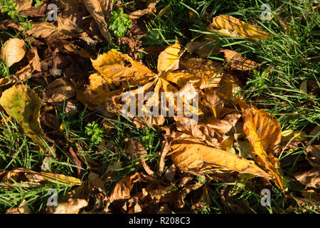 Les feuilles d'automne sur une journée ensoleillée à l'automne dans les régions rurales de l'Angleterre Banque D'Images