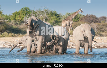 Troupeau d'éléphants de l'eau potable à Klein Namutoni dans Etosha National Park Banque D'Images