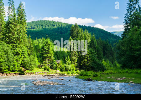 Rivière de montagne en forêt. beau paysage d'été. de hauteur sur la rive d'épinettes Banque D'Images