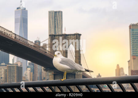 Seagull avec pont de Brooklyn et Manhattan historique à New York, NY, USA Banque D'Images