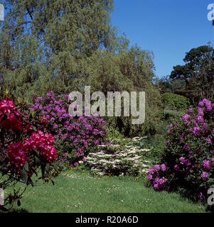 Rose mauve et de rhododendrons en grand jardin de printemps Banque D'Images