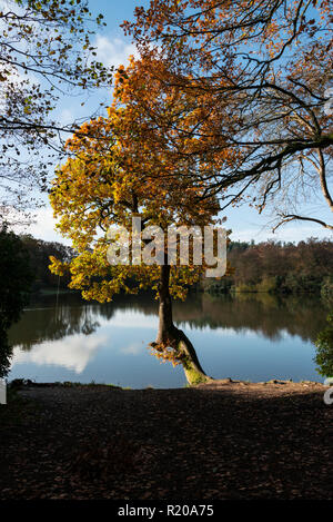 Un arbre de chêne sur la rive du lac de Shearwater en automne Banque D'Images