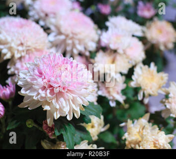 Belle floraison rose et blanc fleurs chrysanthème comme image d'arrière-plan. Les chrysanthèmes en fleur naturelle, papier peint, jardin Hardy mums Banque D'Images