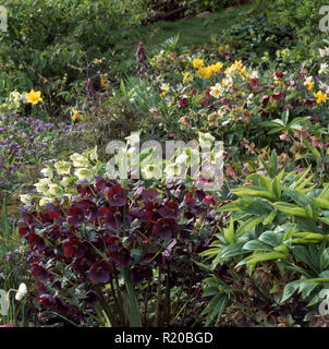 Violet et crème de graines hellébores dans jardin de printemps Banque D'Images