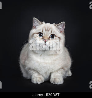 Super cute blue tabby point British Shorthair cat kitten fixant, looking at camera avec les yeux bleu clair. Isolé sur fond noir. Banque D'Images