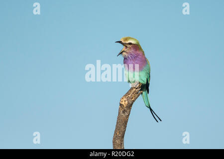 Lilac-breasted Roller (Coracias caudata), Moremi, Botswana Banque D'Images