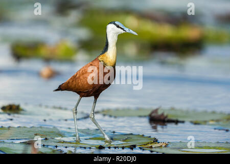 Jacana à poitrine dorée Actophilornis africanus (Afrique), la rivière de Chobe, Botswana, Africa Banque D'Images